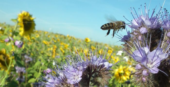 Bild: Biene Blühmischung - Andrea Scholz/LRA Alb-Doanu-Kreis