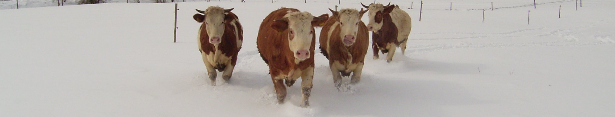 Rinder im Schnee; Bild A. Bader LEL