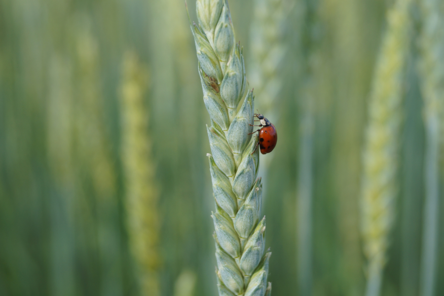 Gelbrost in Weizen; Bild Andreas Dölz MLR
