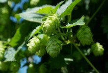 Bild: Romi / Pixabay.com CC0 Public Domain