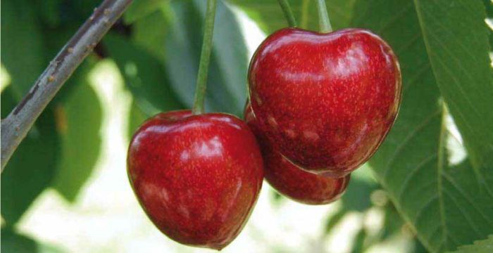 Titelbild_AGROjournal Ausgabe 2