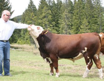 PM 381 Igfex P AS.jpg