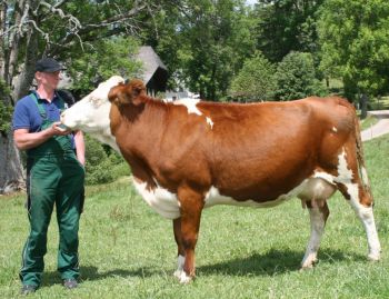 PM 381 Lolipop P AS.jpg